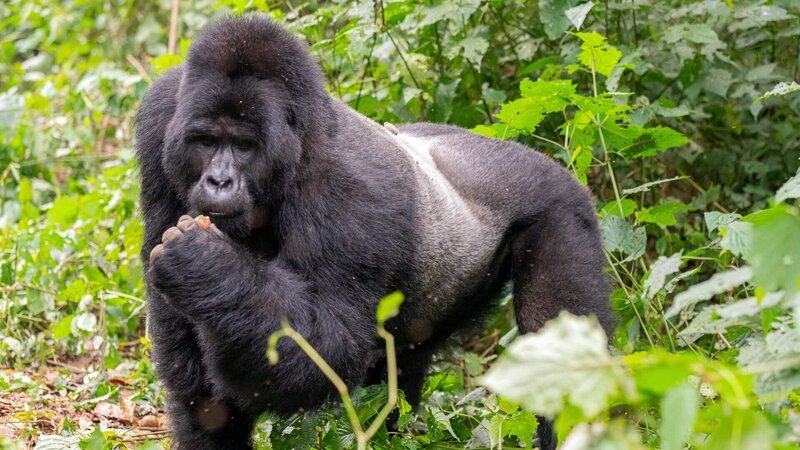 Im Bwindi-Nationalpark konnte Frank Elstner bis auf 10 Meter an einen Silberrücken heran – das ist der vorgegebene Mindestabstand. – Bild: Honorarfrei – nur für diese Sendung inkl. SocialMedia bei Nennung ZDF und SWR/​DOCMA TV/​Andreas Klotz.