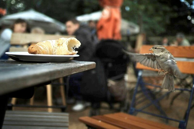 Die Wildnis ist in der deutschen Hauptstadt Berlin fester Bestandteil, sie ist eine faszinierende Parallelwelt voller kleiner und großer Naturwunder. Nach dem Winter bezieht der Wanderfalke vom Roten Rathaus wieder sein Revier hoch über dem Alexanderplatz. Wenn die über 400.000 Bäume Berlins endlich wieder Laub tragen, wird die Stadt zum Großstadtdschungel. – Berliner Spatz im Flug. – Bild: rbb/​Roland Gockel_DOKfilm GmbH
