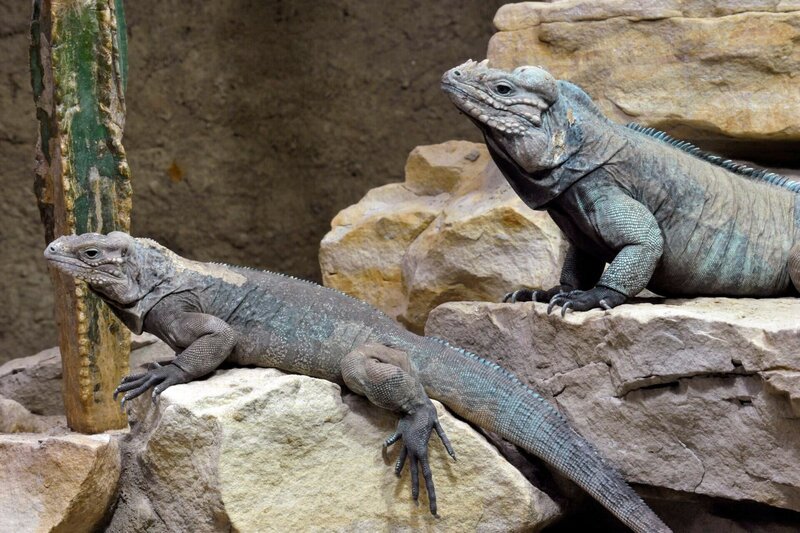 Ganz friedlich zeigen sich die Nashornleguane im Aquarium, die ihren Namen den Höckern auf der Nase verdanken. Über die Jahre sind sie in den Händen ihrer Pfleger ganz zutraulich geworden. Kuscheln und Streicheln. Das hätte man nicht bei diesen Echsen erwartet. – Bild: rbb/​Thomas Ernst