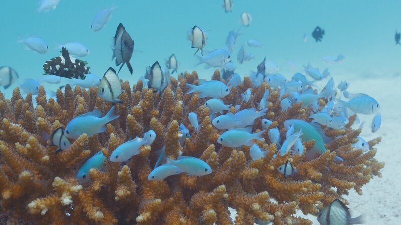 Die Korallenriffe und die Mangroven bieten vor allem jungen Fischen Schutz. – Bild: ORF/​Doclights Naturfilm/​NHK