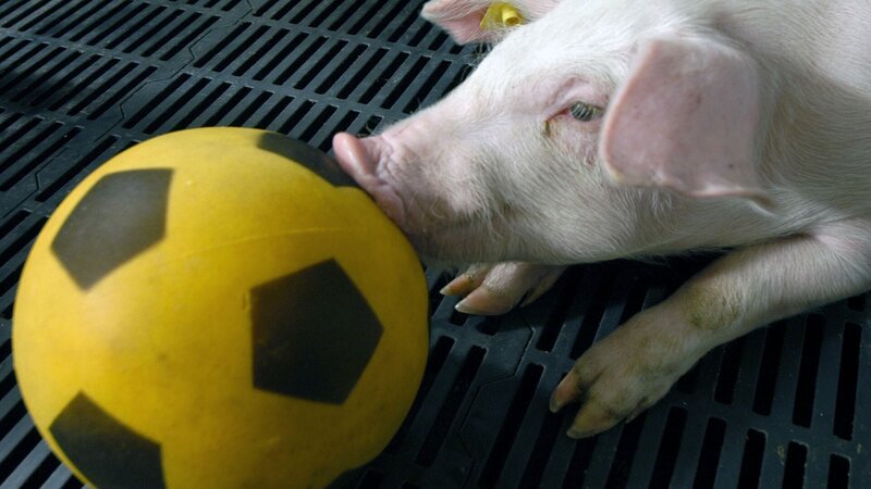 Wenn Tiere es aus Spaß an der Freude tun – Bild: Thierry Berrod