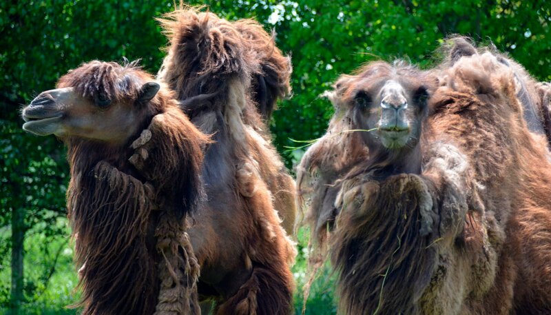 Trampeltiere im Jaderpark. – Bild: Radio Bremen/​Volkmar Struessmann
