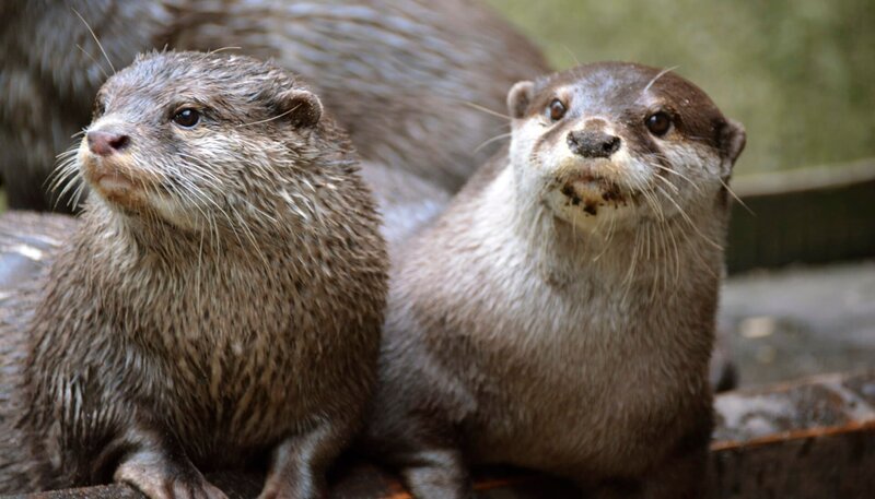 Zwergotter im Zoo am Meer Bremerhaven. – Bild: Radio Bremen/​Volkmar Struessmann