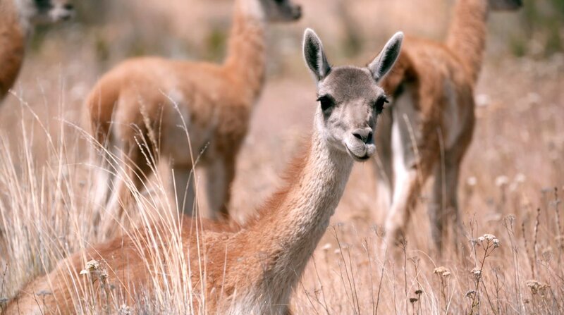 Ein Guanako im Parque Patagonia – Bild: SR/​Thomas Radler /​ ZDF