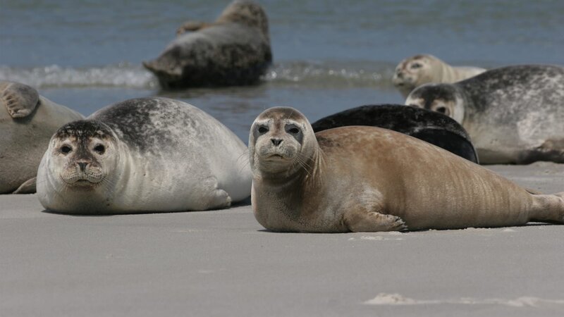 Seals – Bild: 2021_CuriosityStream-Inc. Seals – Bild: 2021_CuriosityStream-Inc.