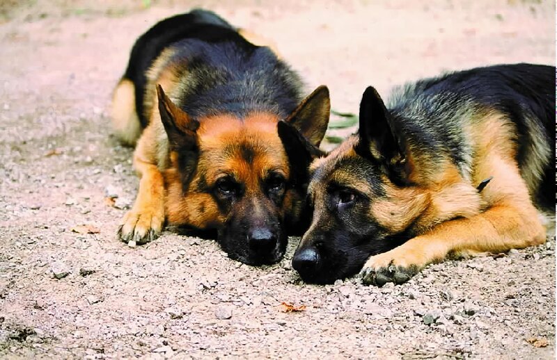 Rex (l.) ist ganz verliebt: Hundedame Senta (r.) hat ihm den Kopf verdreht. Leider wurde Senta aber extra „engagiert“, um Rex in die Falle zu locken … – Bild: ORF 2
