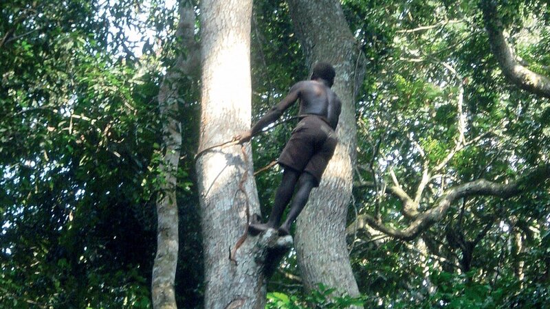 Ein Mitglied des Banda-Stammes, der auf einen Baum klettert – Bild: CuriosityStream Inc. /​ Spiegel TV Wissen
