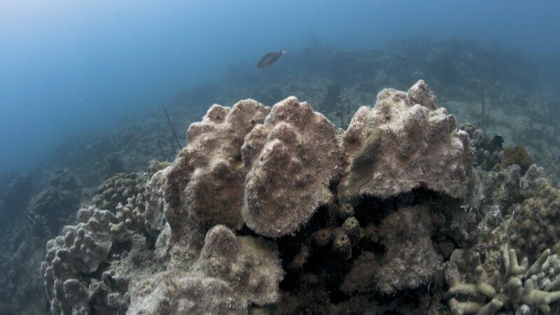 Korallenriffe – Bild: Curiosity Channel