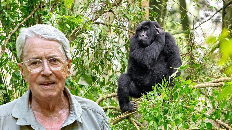 Ein Moment, den Frank Elstner nie vergessen wird: Im Biwindi-Nationalpark konnte er eine Gorilla-Familie aus der Nähe beobachten. „Sie sind so unglaublich friedlich. Ich könnte glatt heulen“, sagte er gerührt von der Situation. – Bild: ZDF und SWR/​DOCMA TV/​Andreas Klotz