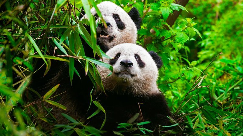 Ein Panda und sein Junges. Nur ein aufwändiges Zuchtprogramm bewahrte die Art vor dem Aussterben. – Bild: NDR/​Doclights Naturfilm/​Silverback Films
