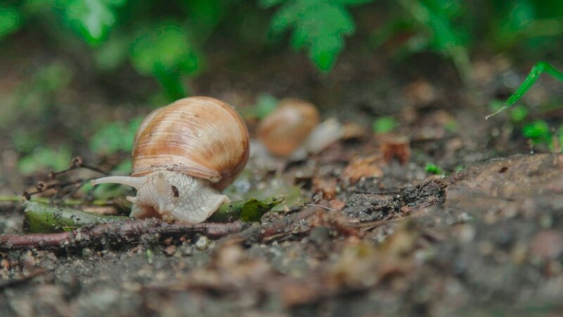 eine Schnecke – Bild: NZZ eine Schnecke – Bild: NZZ