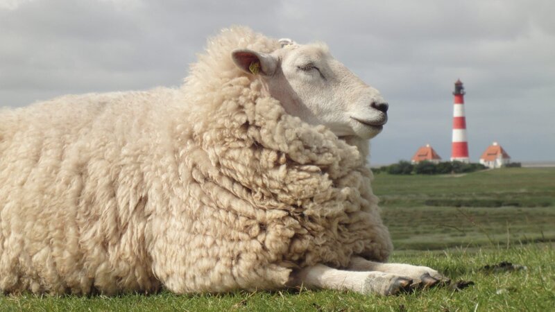 Sheep – Bild: CuriosityStream-Inc. Sheep – Bild: CuriosityStream-Inc.