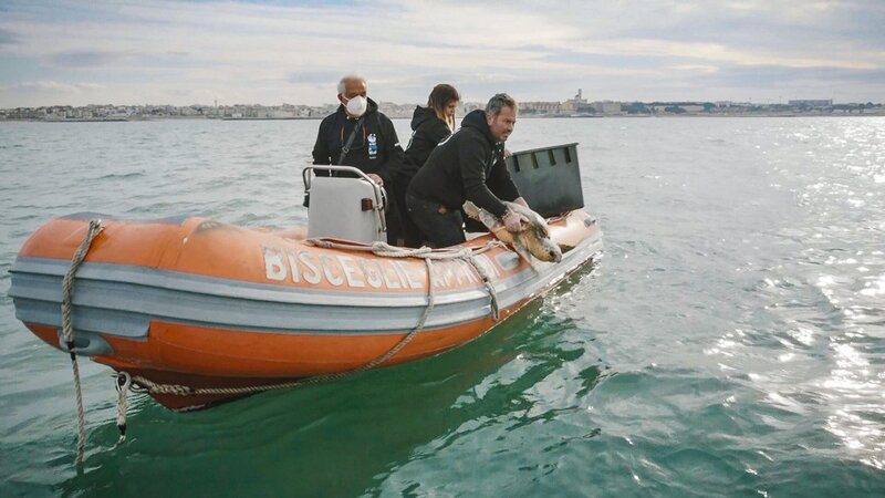 Doctor Di Bello is visiting a turtle – Bild: NZZ