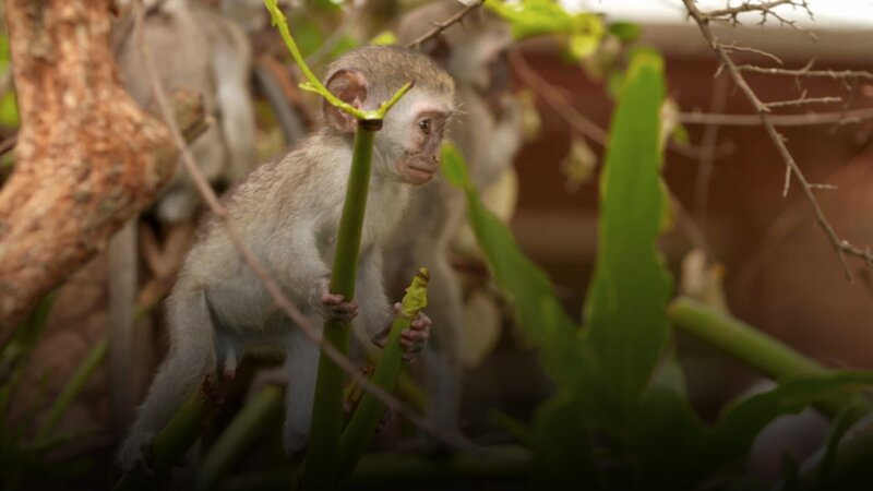 A monkey – Bild: 2020_CuriosityStream-Inc