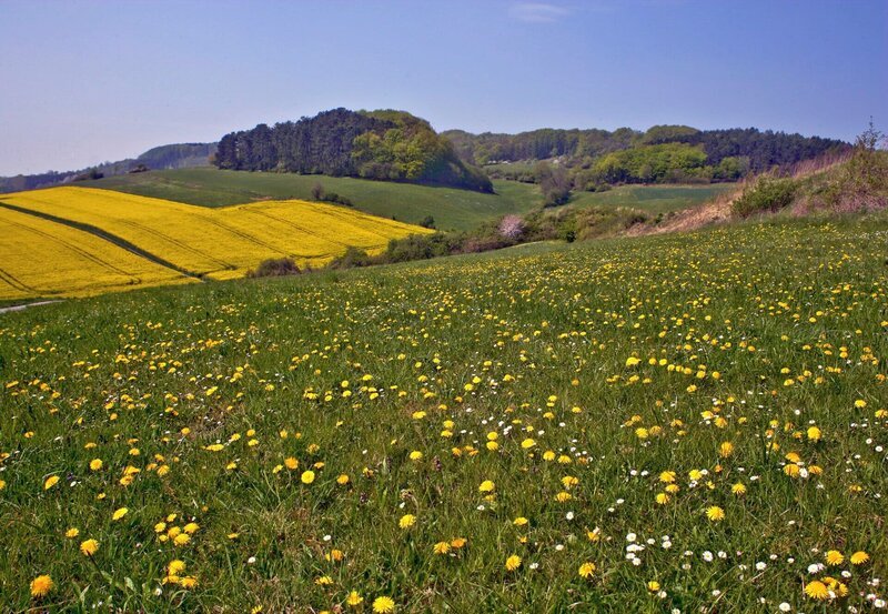 Endlich Frühling. Rapsblüten im Göttinger Land. – Bild: NDR/​NDR Naturfilm/​Günter Goldmann