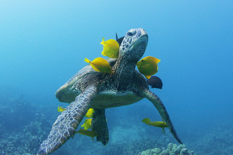 Der Ozean - Oase des Lebens – Bild: SRF/​Terra Mater Studios /​Howard Hall Production Ltd/​ Howard Hall