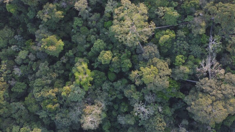 Seit den 1990er Jahren können Touristen das Kronendach des Amazonas auf dem Baumwipfelpfad hautnah erleben. – Bild: Honorarfrei – nur für diese Sendung