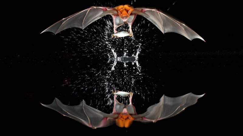 Das Große Hasenmaul ist eine Fledermaus, die sich darauf spezialisiert hat, Fische zu fangen. – Bild: ZDF und Christian Zeigler