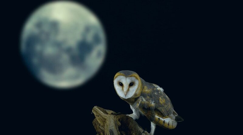 Schleier-Eulen sind nachtaktive Vögel. – Bild: WDR/​1080 Wildlife Productions/​Carlos Perez