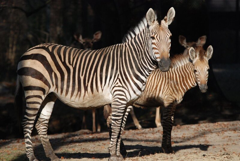 Ein neues Zebrafohlen in Hellabrunn. – Bild: BR/​Jens-Uwe Heins