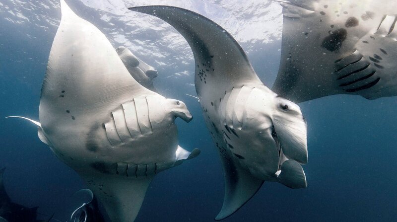 Mantarochen jagen sich bei der Paarung gegenseitig. – Bild: NDR/​Doclights Naturfilm/​Silverback Films/​Olly Scholey
