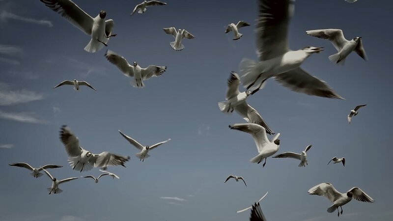 Vögel fliegen – Bild: THE HISTORY CHANNEL /​ World Media Rights