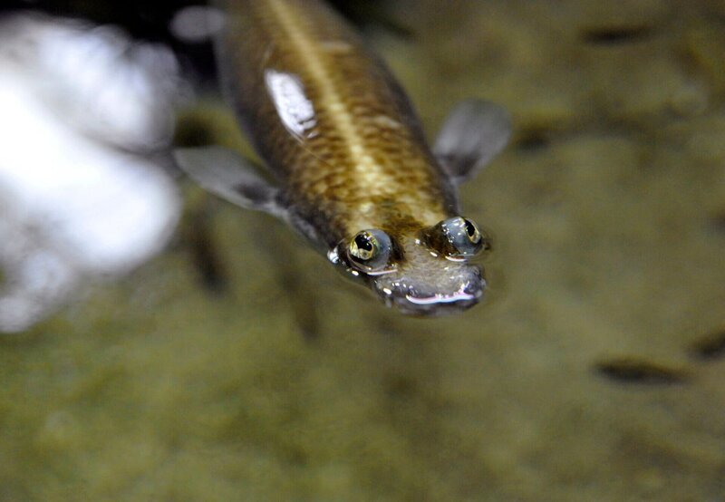 Ins Exil mussten die Vieraugen aus der Gattung der Zahnkarpfen im Aquarium Berlin. Nach einer Woche hinter den Kulissen geht es nun wieder ins Schaubecken, wo sie sich im Glanz der neuen Lampen präsentieren und sich in ihrem schlammigen Wasser suhlen können. – Bild: rbb/​Thomas Ernst