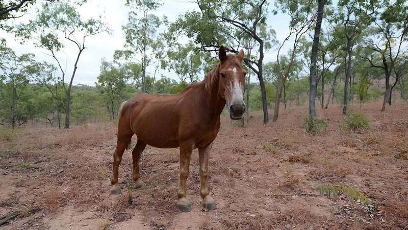 Das Pferd. – Bild: Warner Bros. Discovery