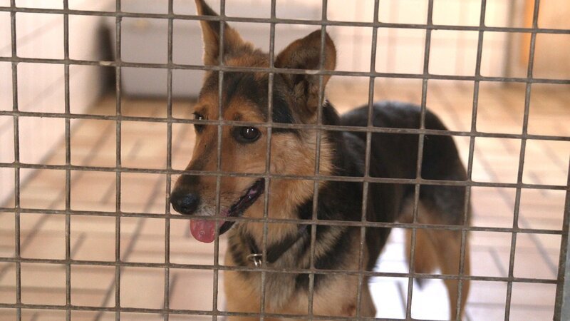 Charly hatte keinen schönen Start ins Leben. Der erst zweijährige Hund wurde aus einer 50 qm Wohnung gerettet, in der er mit 16 weiteren Hunden lebte. Der Mischling ist sehr verängstigt und lässt keine menschliche Nähe zu. – Bild: RTL