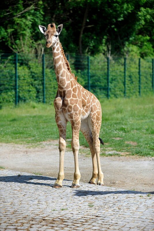 Uganda-Giraffe Lotti hat einen gesunden Bullen namens Eric zur Welt gebracht! Damit ist die Herde im Tierpark inzwischen auf zehn Tiere angewachsen. – Bild: rbb/​ Niels Leiser