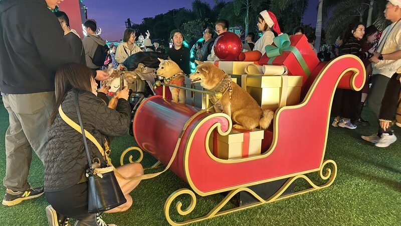 Schlittenhunde nach Hongkonger Art – in jeder Shoppingmall steht Weihnachtsdeko als Fotokulisse. – Bild: ZDF