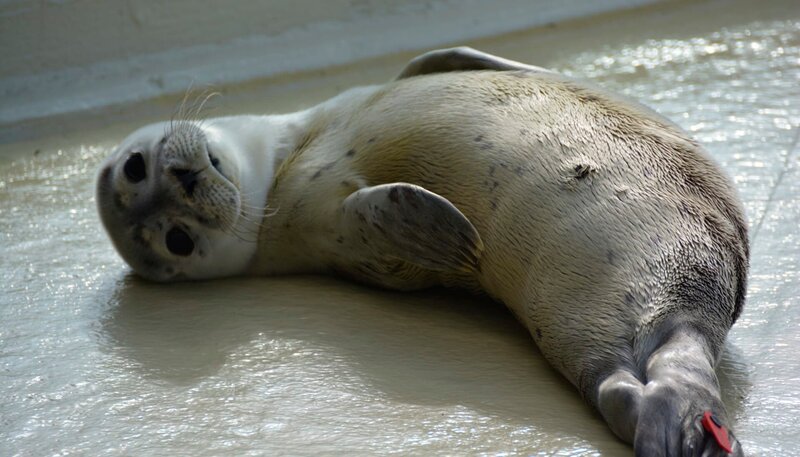 Heuler in Friedrichskoog – Bild: Radio Bremen/​Volkmar Struessmann