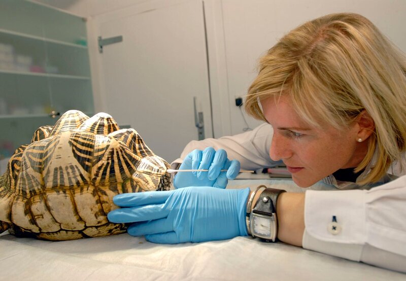 Eine Sternschildkröte auf dem Behandlungstisch von Zootierärztin Dr. Sandra Silinski. – Bild: BR/​WDR/​Melanie Grande