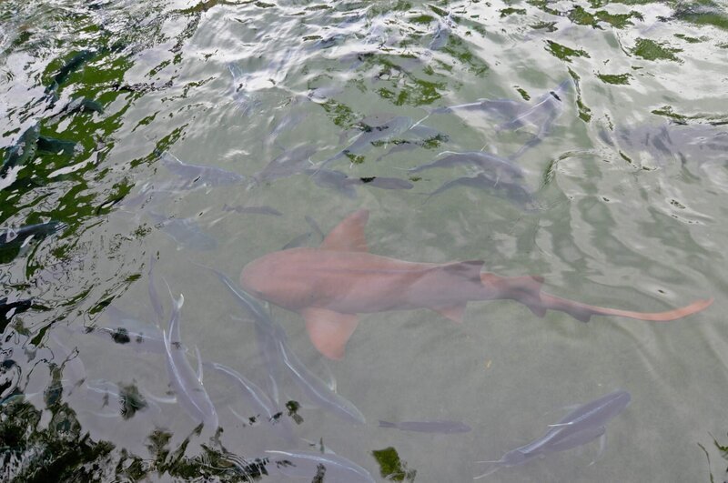 Shark. – Bild: Christina Mendenhall