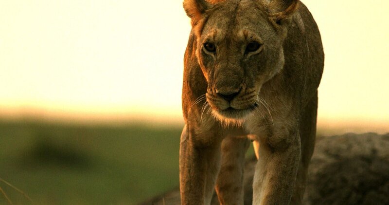 Löwin unterwegs im Abendlicht. Löwinnen sind für ihr Jagdgeschick bekannt. Sie halten das Rudel zusammen indem sie Beute machen und die Jungen versorgen. – Bild: RTL/​ © Terra Mater Factual Studios /​ Ammonite Films /​ Martin Dohrn
