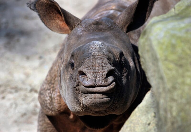 Nashornkind Tarun aus der Sendung PANDA, GORILLA & CO., TEIL 162, Geschichten aus dem Zoo Berlin und dem Tierpark Berlin – Bild: rbb/​Thomas Ernst