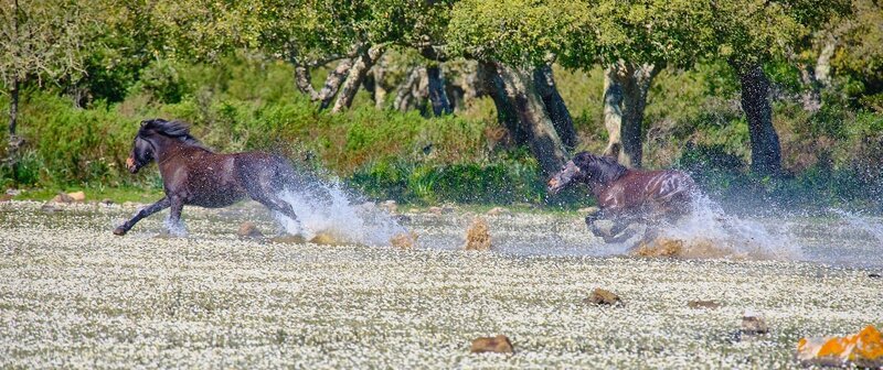Pferde auf der Giara di Gesturi im Galopp. – Bild: Lura Media /​ ORF /​ pre tv