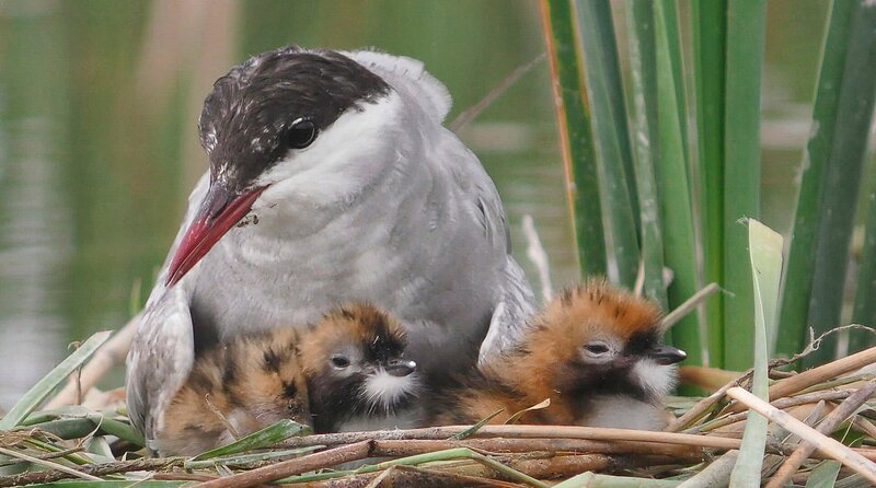 Eine Weißbart-Seeschwalbe mit ihrem Nachwuchs. – Bild: WDR/​1080 Wildlife Productions/​Carlos Perez