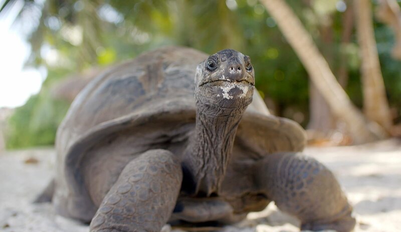 Eine Aldabra-Riesenschildkröte – sie zählt zu den größten Schildkröten überhaupt. – Bild: SR/​Thomas Radler /​ ZDF