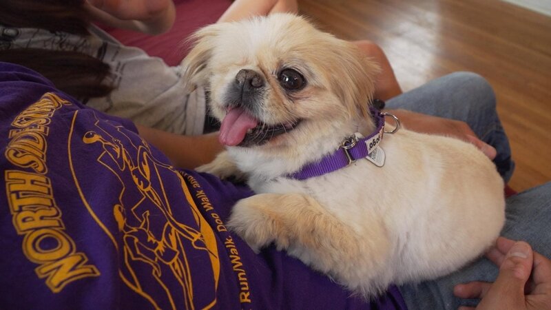 Dr Jeff and a small team head out again to The National Mill Dog Rescue to help the animals in need there. – Bild: Animal Planet /​ Discovery Communications