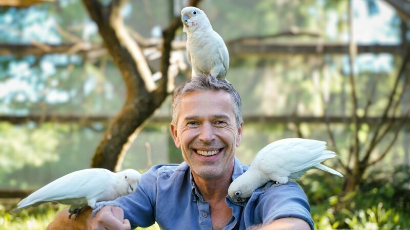 „Terra X: Faszination Erde – mit Dirk Steffens“: Kakadus sind frech, neugierig, sehr schlau und zählen zu den besten Werkzeugmachern im Tierreich. – Bild: ZDF und OLIVER ROETZ