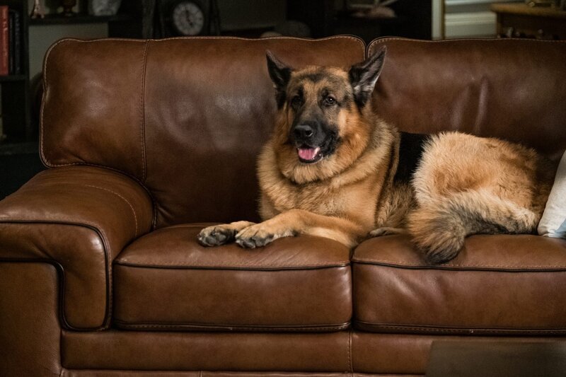 Rex (DIESEL VOM BURGIMWALD) – Bild: Photo Credit: Derm Carberry /​ ©Shaftesbury