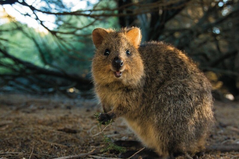 Wenn Sie Quokkas erforschen, werden Sie höchstwahrscheinlich feststellen, dass sie als das glücklichste Tier der Welt beschrieben werden – Bild: RTL/​ © Sea Dog TV International Pty Ltd