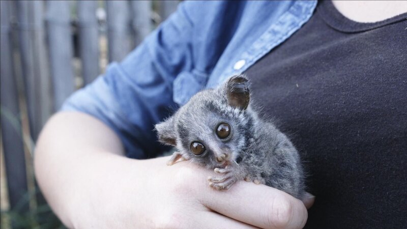 Nox das Buschbaby mit einem Freiwilligenhelfer  +++ – Bild: RTL /​ © Homebrew FIlms /​ Neuankömmlinge
