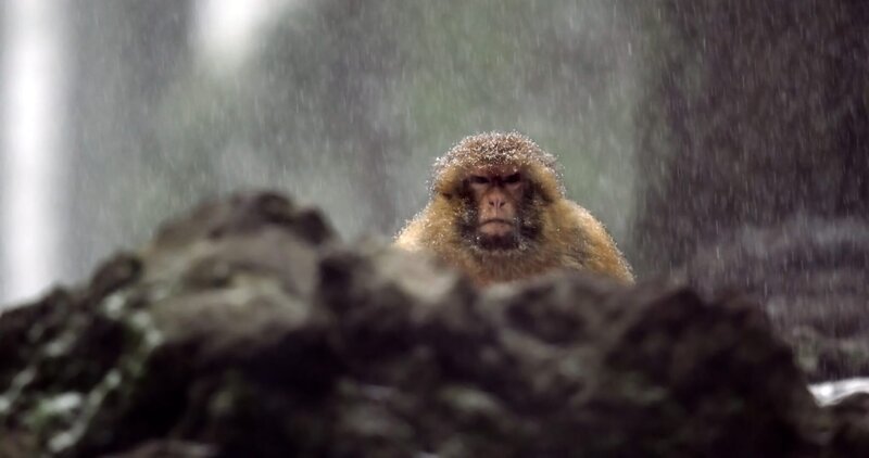 Ein Berberaffe im Schnee. – Bild: Bernhard Rübe /​ BR, Rübefilm /​ BR/​Rübefilm/​Bernhard Rübe