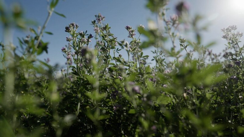 Alfalfa – Bild: Felix Meschede