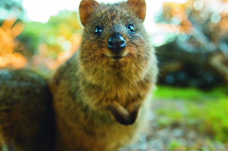 1658 wurde Quokkas eines der ersten australischen Tiere, das von Europäern aufgezeichnet wurde. +++ – Bild: RTL/​ © Sea Dog TV International Pty Ltd