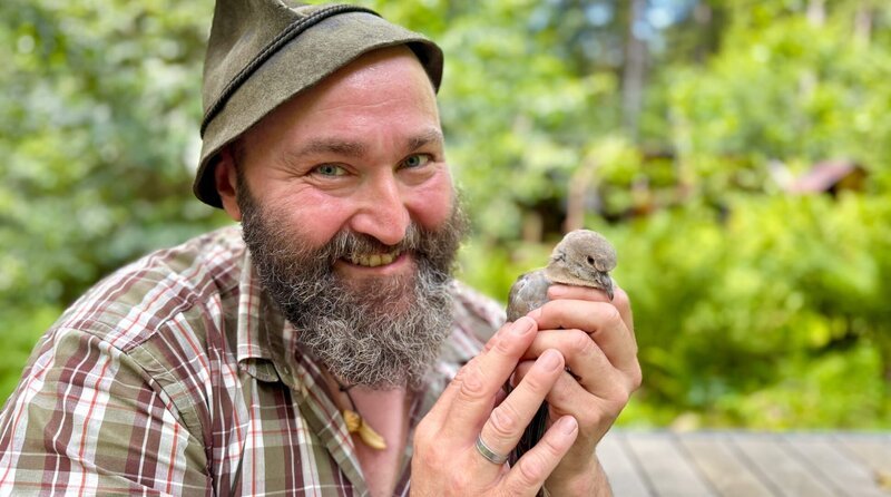 Eine junge Türkentaube ist bei Wolfgang Schreil gelandet. Sie kann noch nicht fliegen und benötigt dementsprechend Starthilfe. In wenigen Wochen, so die Hoffnung des Tierschützers, kann der Vogel in die Freiheit entlassen werden. – Bild: BR/​Wolter media/​Ben Wolter