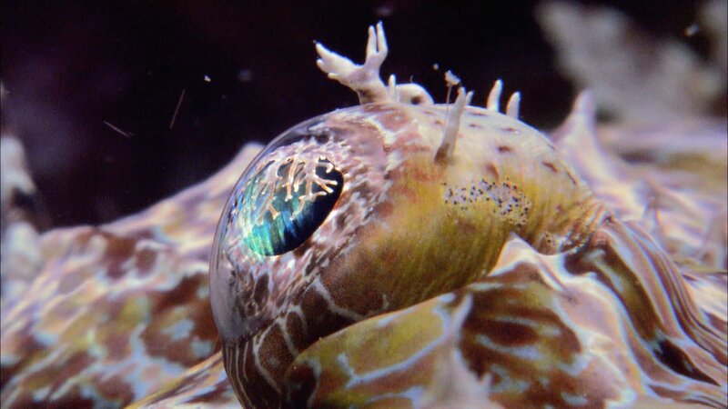 Seaweed blenny – Bild: AETN /​ A&E Television Networks