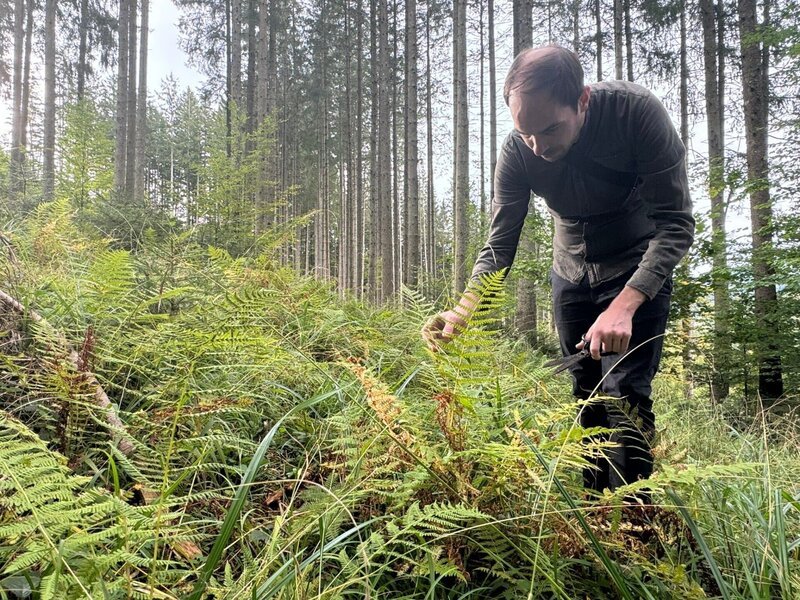 Klemens Gold im Wald beim Sammeln von Flechten für ein Gericht – Bild: ServusTV /​ Weidinger Thomas